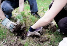 Fidan Yetiştiriciliği Kursları