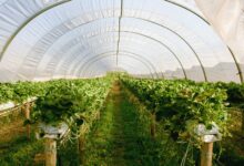 Sera Nasıl Yapılır