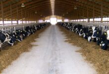 Ahır Yapımı Devlet Desteği