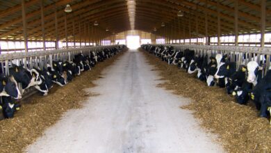 Ahır Yapımı Devlet Desteği