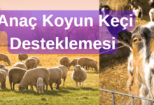Anaç Koyun Desteği