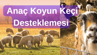Anaç Koyun Desteği